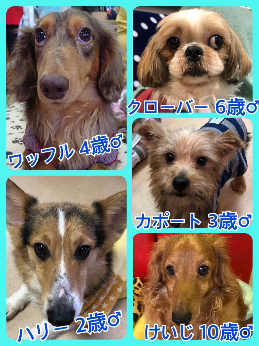 ㊗今日は当カフェ🍵の６周年です😃🐾今日の里親様募集中ワンコ🐶メンバーです🐾2019,2,2